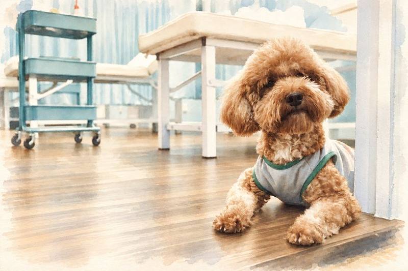 Bosco, the clinic dog, at the old shoplot